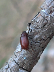 Diplotaxini