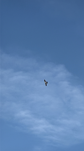 Mississippi Kite observed by wareagle31