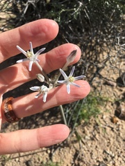 Androstephium breviflorum