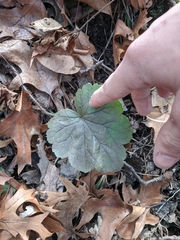 Heuchera