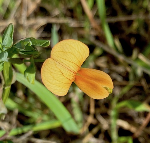 Lathyrus gorgoni, photograph 5