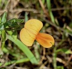Lathyrus gorgonei