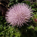 Cirsium japonicum fukienense - Photo (c) 張智偉(Chang, Jack, Chih-Wei), some rights reserved (CC BY-NC), uploaded by 張智偉(Chang, Jack, Chih-Wei)