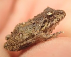 Pristimantis actites