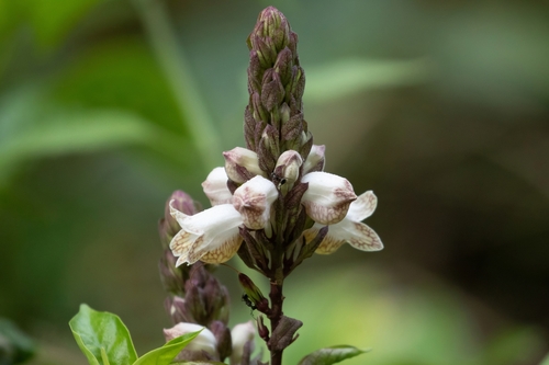 Phlogacanthus turgidus observed 2026-03-25
