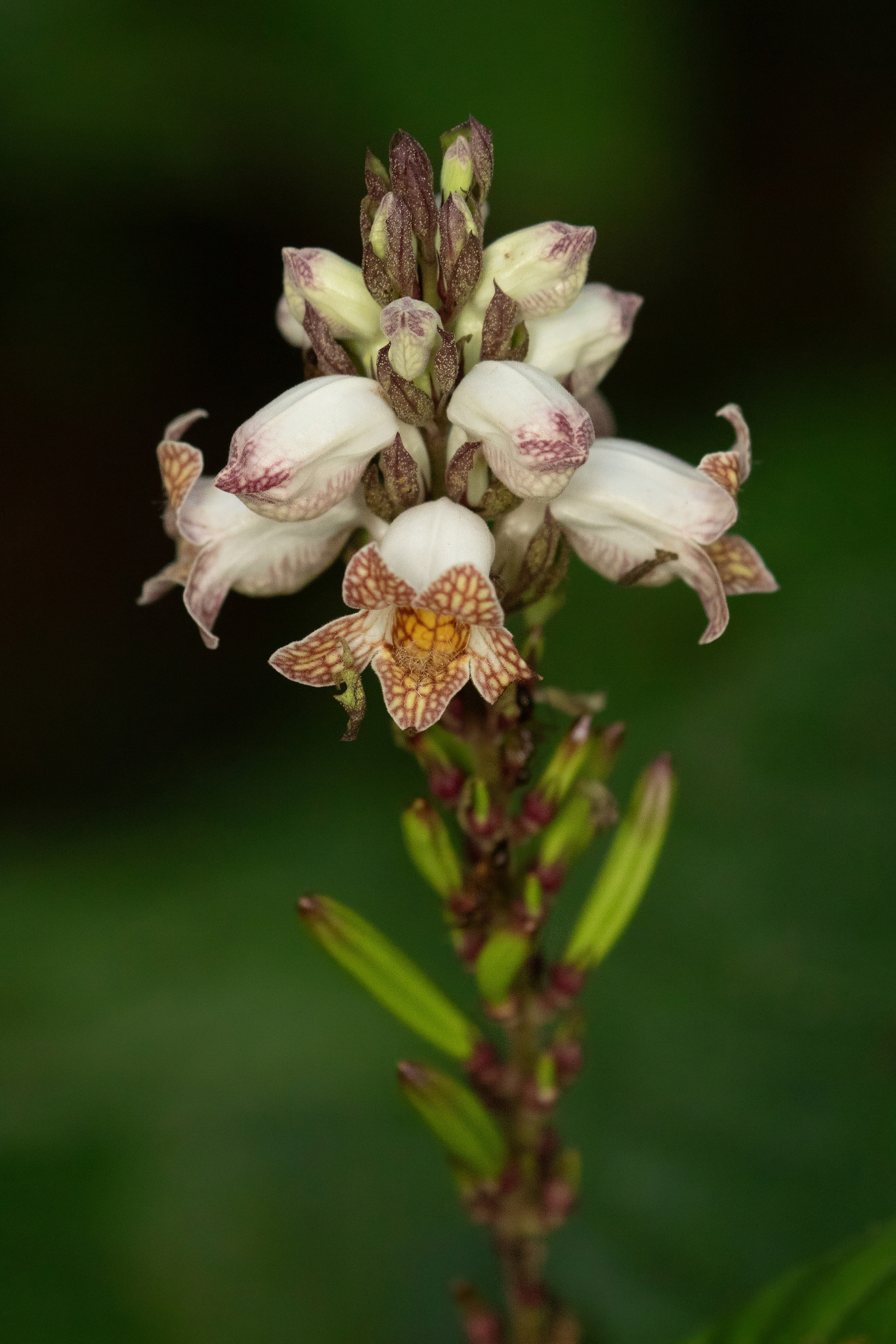 Phlogacanthus turgidus — ảnh 2