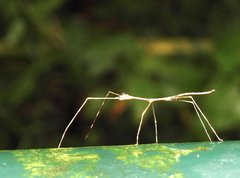 Clitumninae