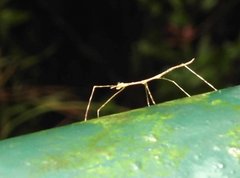 Clitumninae