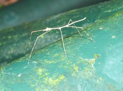 Clitumninae