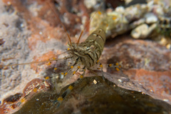 Palaemon pacificus