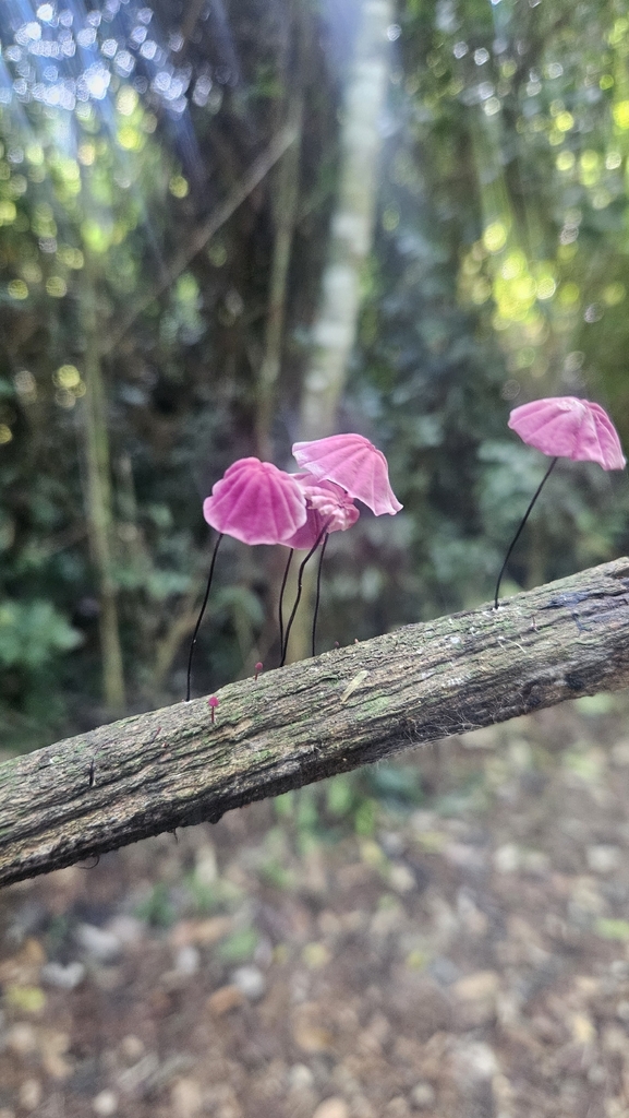 Marasmius haematocephalus · March 2026 · photo: © brunoluka (iNaturalist, cc-by)