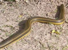 Helicops infrataeniatus