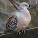 Taiwan Oriental Turtle Dove - Photo (c) 戴安國, some rights reserved (CC BY-NC), uploaded by 戴安國