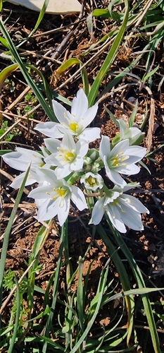 Ornithogalum baeticum, photograph 5