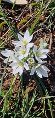 Ornithogalum baeticum, photograph (c) Bernd De Bosscher, some rights reserved (CC BY)