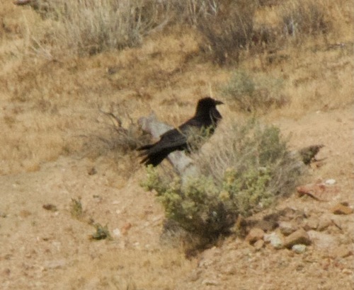 Common Raven