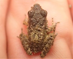 Pristimantis actites