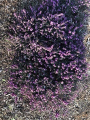Ericeae