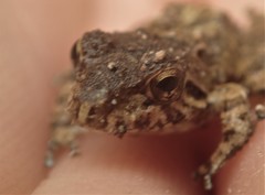 Pristimantis actites