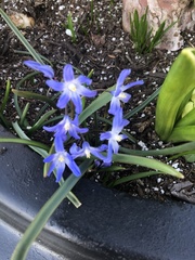 Scilla luciliae