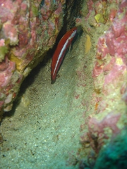 Suezichthys aylingi