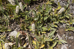 Salix petrophila