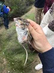 Peromyscus truei