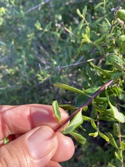 Lonicera subspicata subspicata