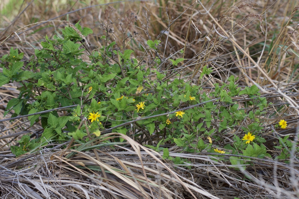 Wedelia calycina; photograph (c) Matteo Bellucci, some rights reserved (CC BY)