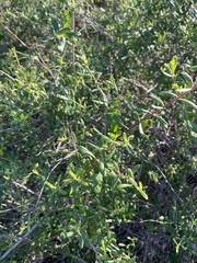 Lonicera subspicata subspicata