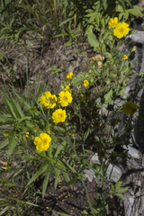 Potentilla gracilis