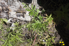 Potentilla gracilis