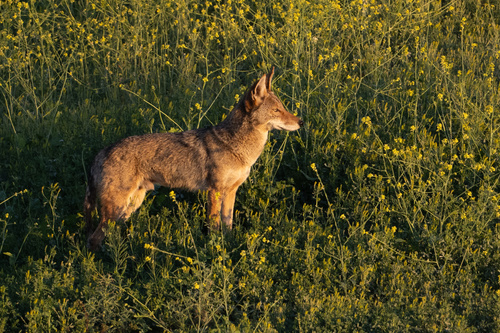 iNaturalist observation photo of Coyote