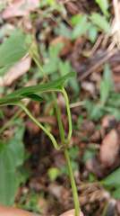 Stemona tuberosa