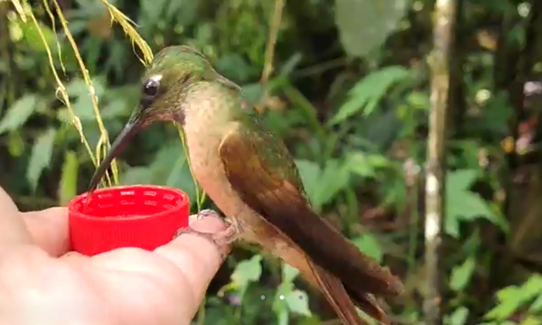 Fawn-breasted Brilliant (Heliodoxa rubinoides), photo 8