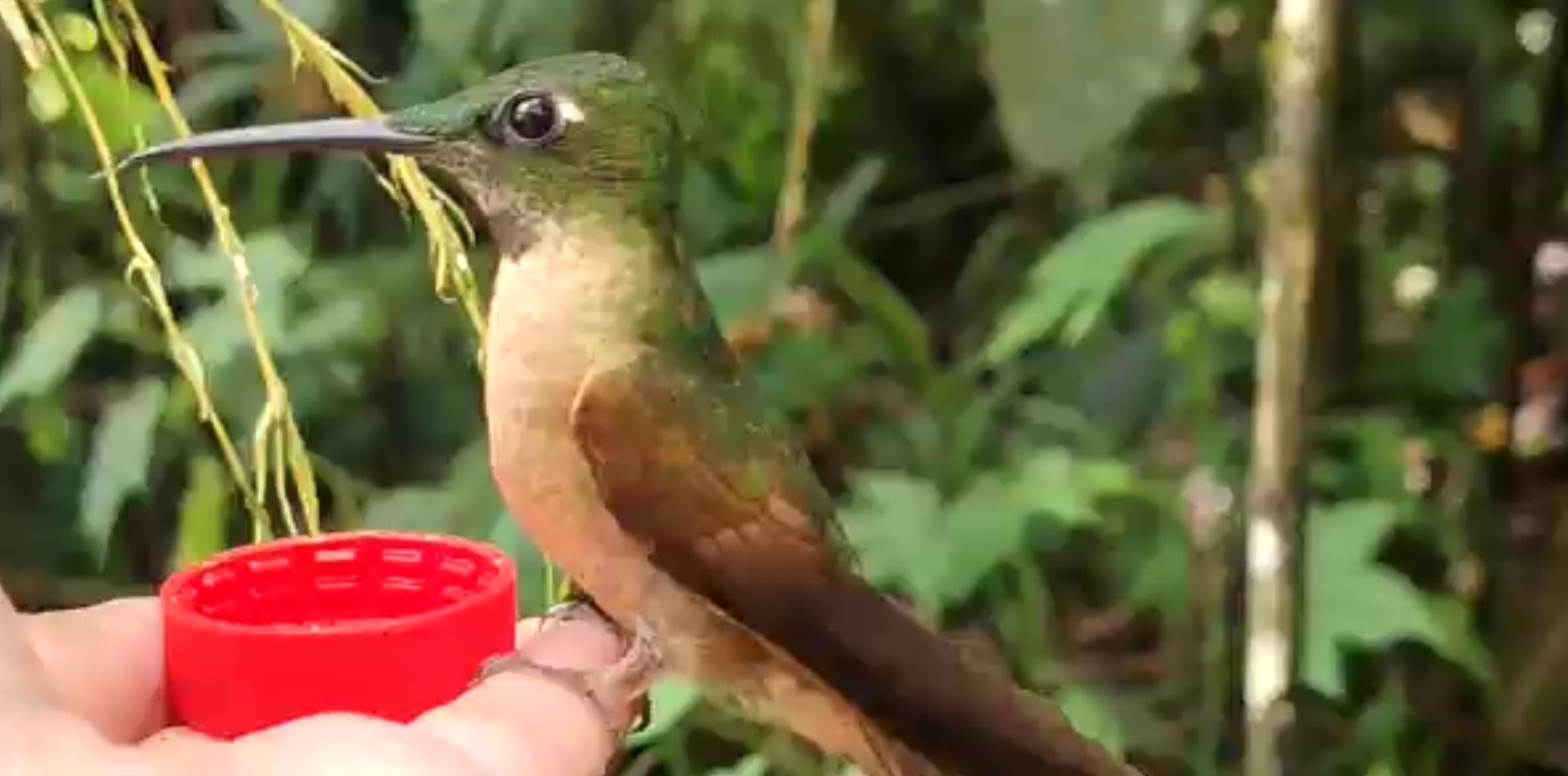 Fawn-breasted Brilliant (Heliodoxa rubinoides), photo 9