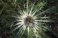Cirsium tioganum
