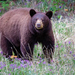 Pacific Black Bear - Photo (c) Arthur T. LaBar, some rights reserved (CC BY-NC)