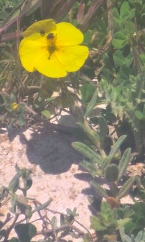 Helianthemum salicifolium, photograph 6