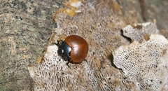 Aegithus clavicornis