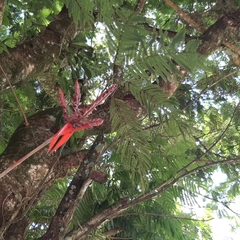 Aechmea tillandsioides