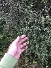 Olearia polita