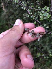 Olearia polita