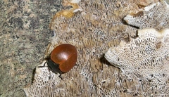 Aegithus clavicornis