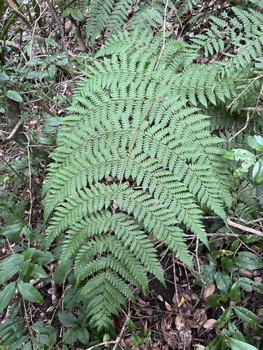 Megalastrum spectabile