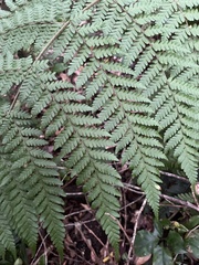 Megalastrum spectabile, photograph (c) Pablo Silva, some rights reserved (CC BY)