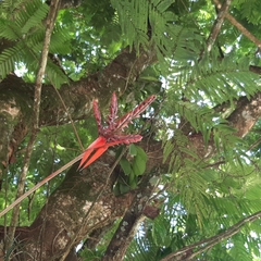 Aechmea tillandsioides