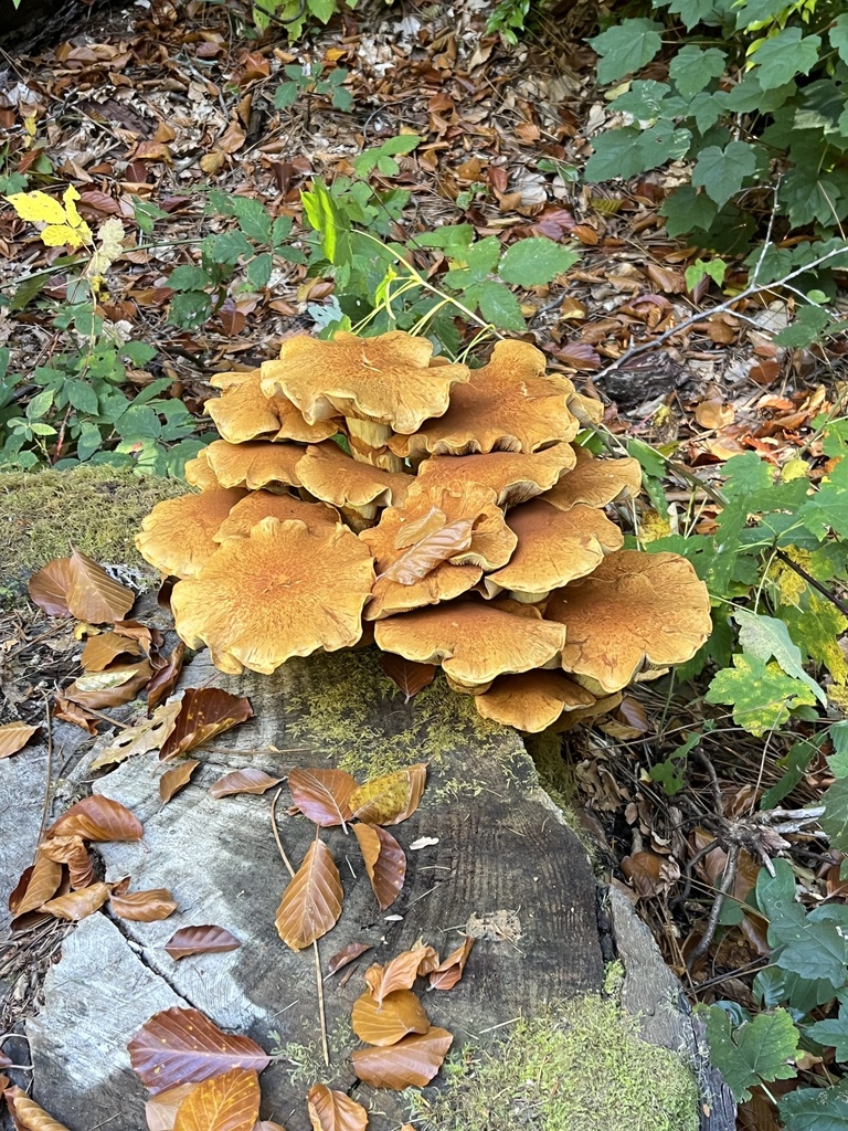 Gymnopilus junonius · April 2026 · photo: © sur_endemico (iNaturalist, cc-by-nc)