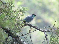 Stilpnia heinei