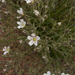 Fendler's Sandwort - Photo (c) Todd Ramsden, some rights reserved (CC BY-NC), uploaded by Todd Ramsden
